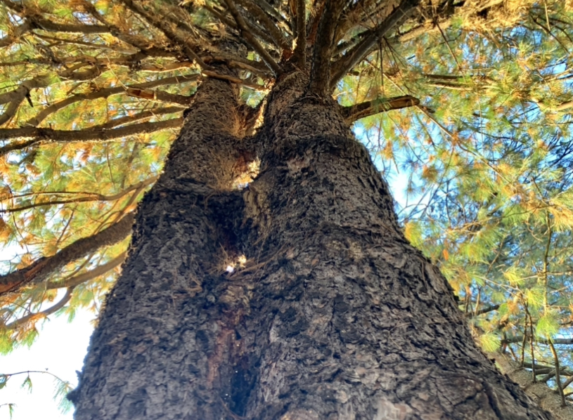 Narrazioni intrecciate: l’influenza reciproca tra genitorialità e pratica AT